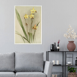 Plakat samoprzylepny F. Sander Orchidea no 38. Reprodukcja