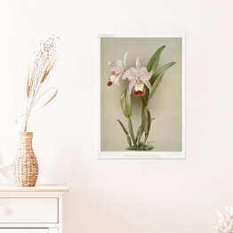 Plakat samoprzylepny F. Sander Orchidea no 16. Reprodukcja