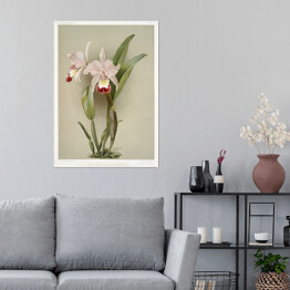 Plakat F. Sander Orchidea no 16. Reprodukcja