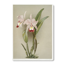 Obraz na płótnie F. Sander Orchidea no 16. Reprodukcja