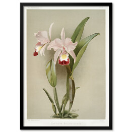 Plakat w ramie F. Sander Orchidea no 16. Reprodukcja