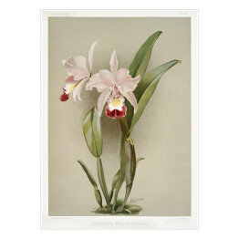 Plakat samoprzylepny F. Sander Orchidea no 16. Reprodukcja