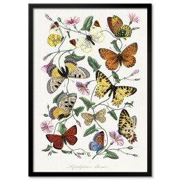 Obraz klasyczny Motyle i ćmy. Paul Gervais. Reprodukcja