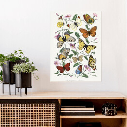 Plakat samoprzylepny Motyle i ćmy. Paul Gervais. Reprodukcja