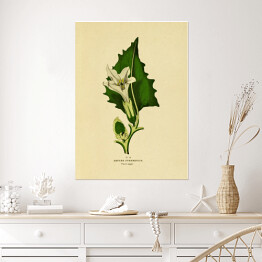 Plakat Bieluń dziędzierzawa - ryciny botaniczne