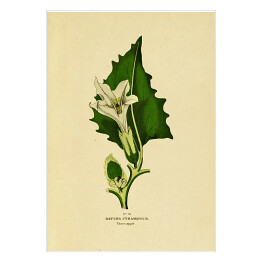 Plakat Bieluń dziędzierzawa - ryciny botaniczne