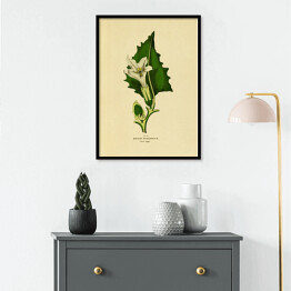 Plakat w ramie Bieluń dziędzierzawa - ryciny botaniczne