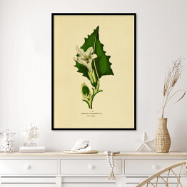 Plakat w ramie Bieluń dziędzierzawa - ryciny botaniczne