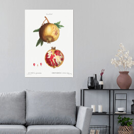 Plakat Pierre Joseph Redouté "Owoc granatu" - reprodukcja
