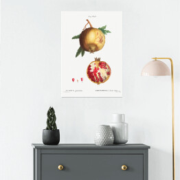 Plakat samoprzylepny Pierre Joseph Redouté "Owoc granatu" - reprodukcja