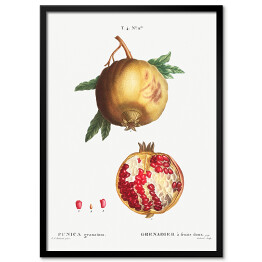 Obraz klasyczny Pierre Joseph Redouté "Owoc granatu" - reprodukcja