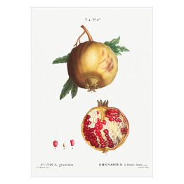 Plakat samoprzylepny Pierre Joseph Redouté "Owoc granatu" - reprodukcja