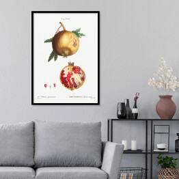 Plakat w ramie Pierre Joseph Redouté "Owoc granatu" - reprodukcja