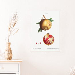 Plakat Pierre Joseph Redouté "Owoc granatu" - reprodukcja