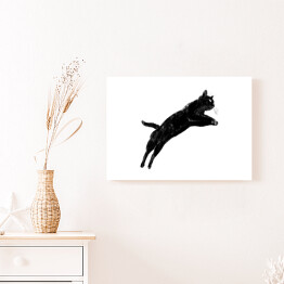 Obraz na płótnie Czarny kot podczas skoku