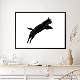 Obraz w ramie Czarny kot podczas skoku