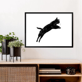 Obraz w ramie Czarny kot podczas skoku