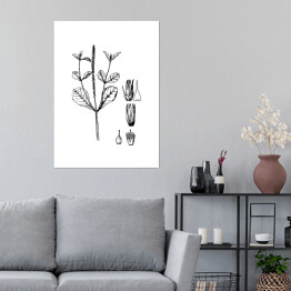 Plakat Achyranthers aspera - czarno białe ryciny botaniczne