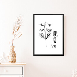 Obraz w ramie Achyranthers aspera - czarno białe ryciny botaniczne
