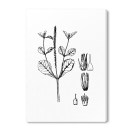 Obraz na płótnie Achyranthers aspera - czarno białe ryciny botaniczne