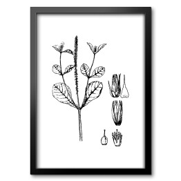 Obraz w ramie Achyranthers aspera - czarno białe ryciny botaniczne