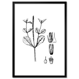 Plakat w ramie Achyranthers aspera - czarno białe ryciny botaniczne