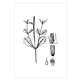 Plakat samoprzylepny Achyranthers aspera - czarno białe ryciny botaniczne