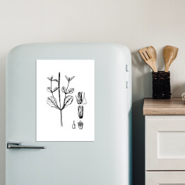 Magnes dekoracyjny Achyranthers aspera - czarno białe ryciny botaniczne
