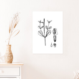 Plakat samoprzylepny Achyranthers aspera - czarno białe ryciny botaniczne