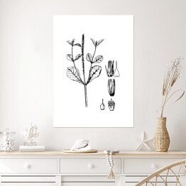 Plakat Achyranthers aspera - czarno białe ryciny botaniczne