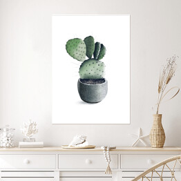 Rozłożysty kaktus