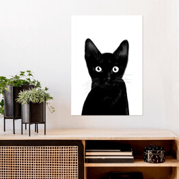Czarny kociak o uważnym spojrzeniu