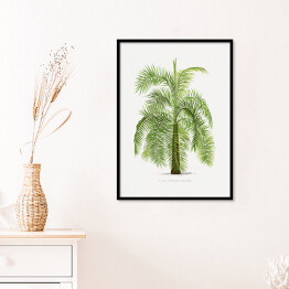 Plakat w ramie Drzewo vintage palma reprodukcja