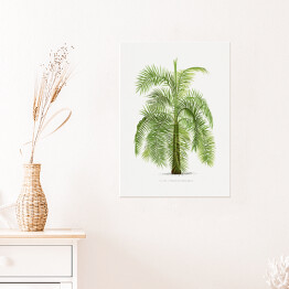 Plakat Drzewo vintage palma reprodukcja