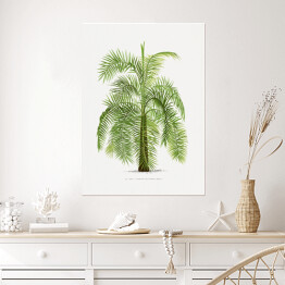 Plakat samoprzylepny Drzewo vintage palma reprodukcja