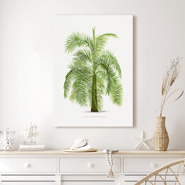 Obraz klasyczny Drzewo vintage palma reprodukcja