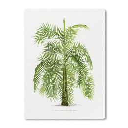 Obraz na płótnie Drzewo vintage palma reprodukcja