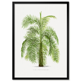 Plakat w ramie Drzewo vintage palma reprodukcja