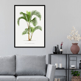 Plakat w ramie Roślinność vintage palma reprodukcja