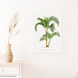 Plakat samoprzylepny Roślinność vintage palma reprodukcja