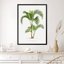 Obraz w ramie Roślinność vintage palma reprodukcja