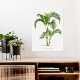 Plakat Roślinność vintage palma reprodukcja