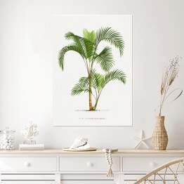 Plakat Roślinność vintage palma reprodukcja