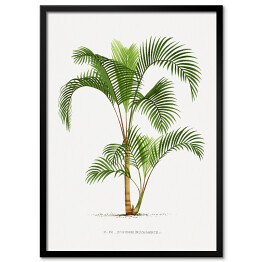 Obraz klasyczny Roślinność vintage palma reprodukcja