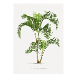 Plakat samoprzylepny Roślinność vintage palma reprodukcja