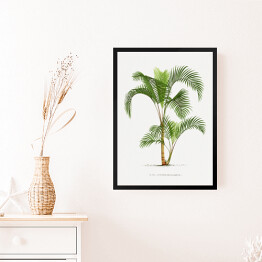 Obraz w ramie Roślinność vintage palma reprodukcja
