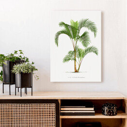 Obraz na płótnie Roślinność vintage palma reprodukcja