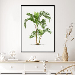 Plakat w ramie Roślinność vintage palma reprodukcja