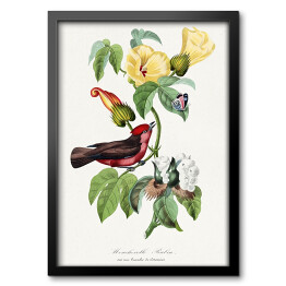 Obraz w ramie Ptak i motyl wśród kwiatów. Paul Gervais. Reprodukcja