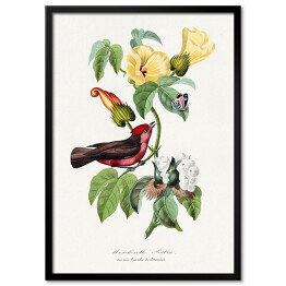 Plakat w ramie Ptak i motyl wśród kwiatów. Paul Gervais. Reprodukcja